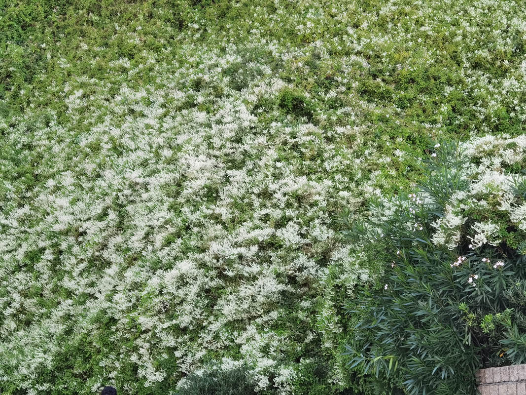 Polygonum aubertii photo
